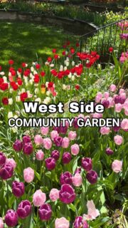 One of my favorite gardens to visit, and a true sign that spring has arrived in NYC 🌷Each year, West Side Community Garden bursts into one of NYC’s most enchanting tulip displays, with rows of varied blooms in all different beautiful colors. It’s a moment to look forward to, made even more special when you take in the transformation from before to full bloom.Planted with care by the garden’s members, this fleeting pocket of beauty never loses its magic 🌷Add this to your spring list!  Or better yet, join me for a neighborhood walk and let’s experience it together.#nyccommunitygardens #westsidecommunitygarden #tulips #nyctodo #nyclife