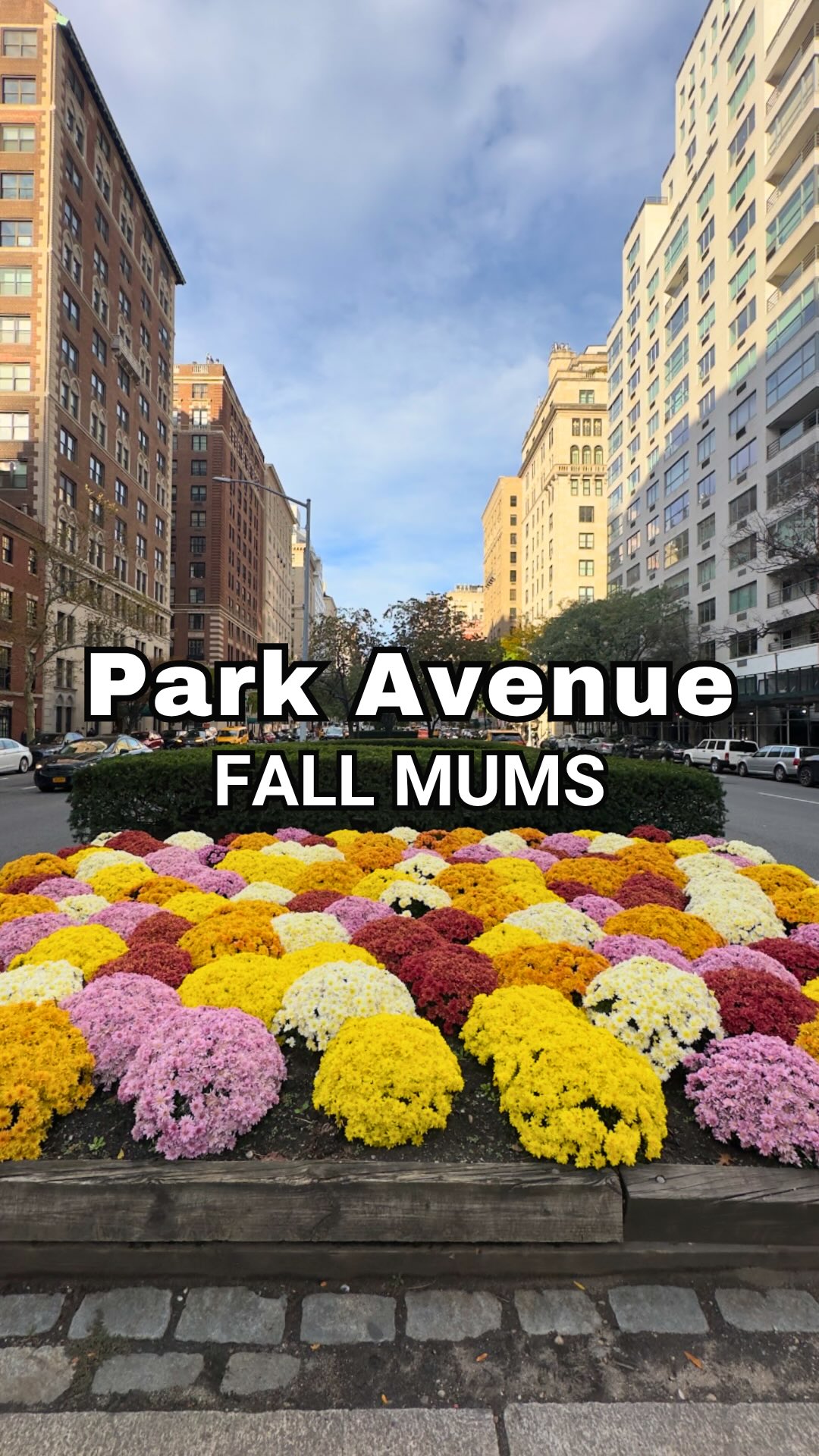 🍁🌼 Fall has taken over Park Avenue, and I’m loving it! ❤️

The colorful mums lining the avenue are looking especially beautiful right now, adding rich shades of autumn to an already gorgeous stretch of Manhattan.

📍 Park Avenue | Manhattan, NYC

Have you spotted these gorgeous mums yet? 🍂🌼

#ParkAvenue #FallInNYC #AutumnInNewYork #NYCInFall #JustAskChristine