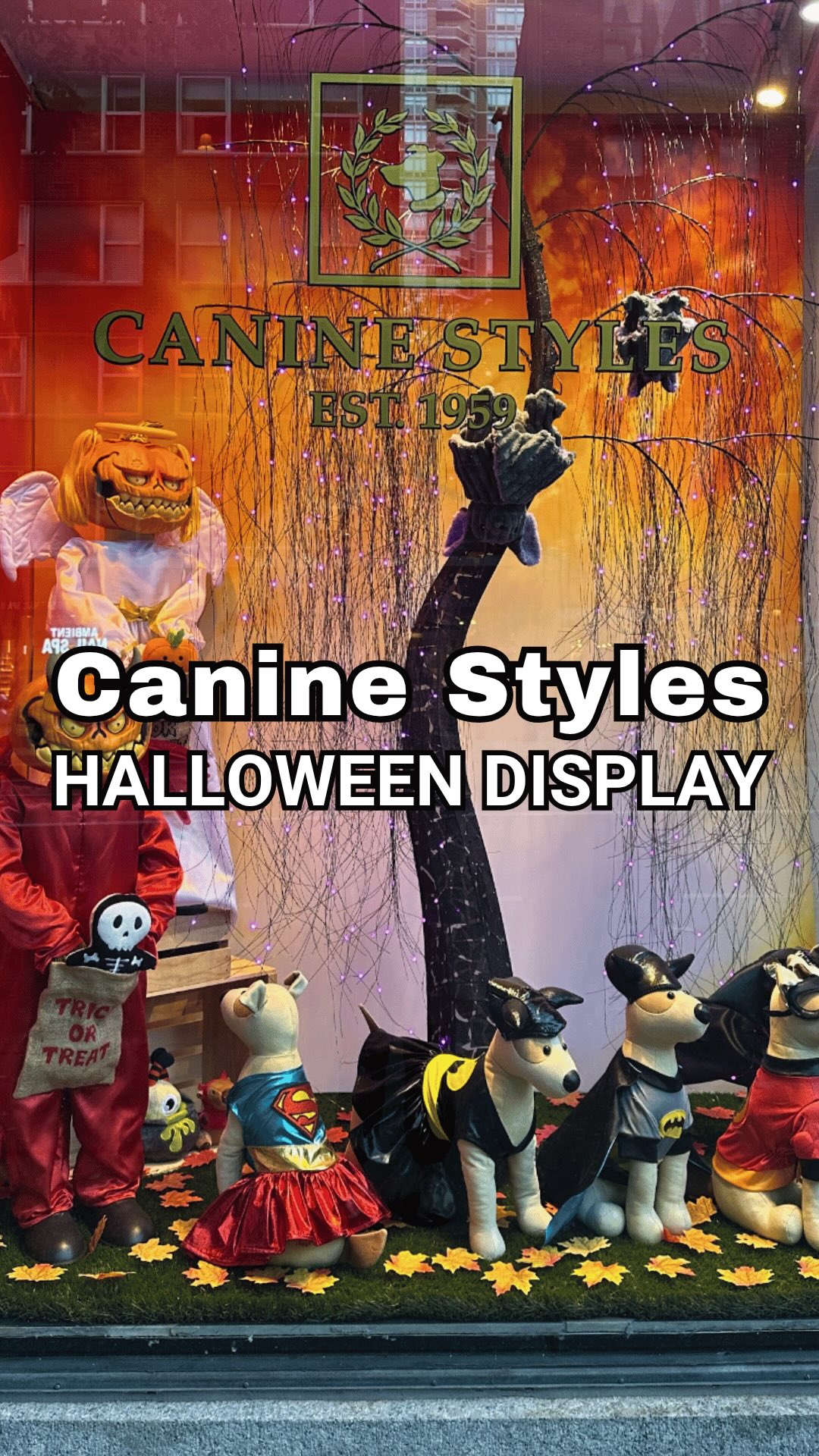 🎃🐾 Even the pups are getting ready for Halloween! 🐶👻
Canine Styles always knows how to have fun with its creative window displays, and this month is all about celebrating Halloween! 🧡
From playful decorations to adorable canine-inspired details, it’s another fun seasonal sight on the streets of NYC!
Who else loves discovering all the festive storefronts around the city? 🎃❤️
📍 Canine Styles | NYC
🐾 If your pup could pick out a Halloween costume, what do you think they’d choose? Tell me in the comments! 🎃🐶
#nychalloween #caninestyles #nycwindows #nyctours #newyorkcitylife