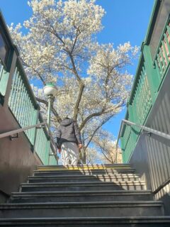 Manhattan to the Bronx: another day, another New York surprise. 🚇➡️🏙️Stepping out of the subway is always an adventure, like a cinematic cut from one world to the next. 🤩Different neighborhoods, different vibes… a whole new scene waiting at the top of each staircase.Book a tour and join me for a scenic journey through the city and out into the boroughs. 😎#nyctravel #nycsubway #nycguide #newyorkcitytours #nyctodo